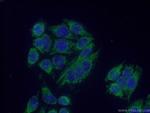 MRPS36 Antibody in Immunocytochemistry (ICC/IF)