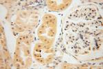 MRPS36 Antibody in Immunohistochemistry (Paraffin) (IHC (P))