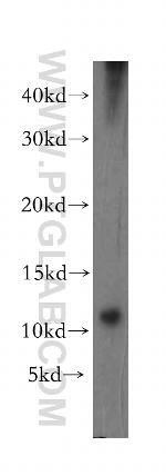 MRPS36 Antibody in Western Blot (WB)