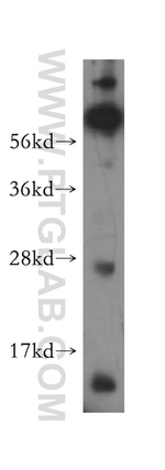 MRPS36 Antibody in Western Blot (WB)