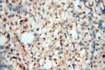 CEP70 Antibody in Immunohistochemistry (Paraffin) (IHC (P))