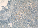 CEP70 Antibody in Immunohistochemistry (Paraffin) (IHC (P))