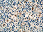 CEP70 Antibody in Immunohistochemistry (Paraffin) (IHC (P))