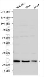 HN1L Antibody in Western Blot (WB)