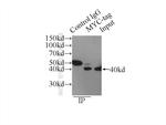 MYC-tag Antibody in Immunoprecipitation (IP)
