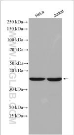 MRPS31 Antibody in Western Blot (WB)