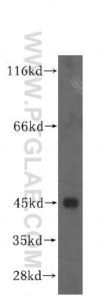 MRPS31 Antibody in Western Blot (WB)