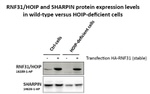 HOIP Antibody in Western Blot (WB)