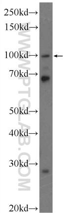 HOIP Antibody in Western Blot (WB)