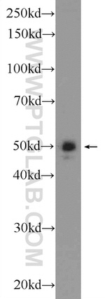 ARC/ARG3.1 Antibody in Western Blot (WB)