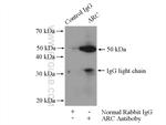ARC/ARG3.1 Antibody in Immunoprecipitation (IP)