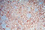 CDC37L1 Antibody in Immunohistochemistry (Paraffin) (IHC (P))