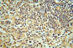 CDC37L1 Antibody in Immunohistochemistry (Paraffin) (IHC (P))