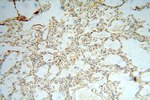 CDC37L1 Antibody in Immunohistochemistry (Paraffin) (IHC (P))