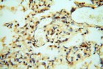 CDC37L1 Antibody in Immunohistochemistry (Paraffin) (IHC (P))