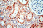 CDC37L1 Antibody in Immunohistochemistry (Paraffin) (IHC (P))