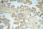 CDC37L1 Antibody in Immunohistochemistry (Paraffin) (IHC (P))