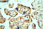 CDC37L1 Antibody in Immunohistochemistry (Paraffin) (IHC (P))