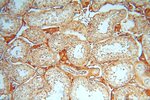 CDC37L1 Antibody in Immunohistochemistry (Paraffin) (IHC (P))