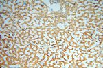 CDC37L1 Antibody in Immunohistochemistry (Paraffin) (IHC (P))