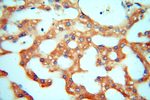 CDC37L1 Antibody in Immunohistochemistry (Paraffin) (IHC (P))