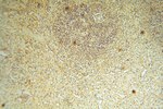 CDC37L1 Antibody in Immunohistochemistry (Paraffin) (IHC (P))