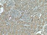 CDC37L1 Antibody in Immunohistochemistry (Paraffin) (IHC (P))