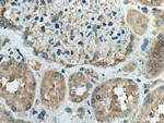 CDC37L1 Antibody in Immunohistochemistry (Paraffin) (IHC (P))
