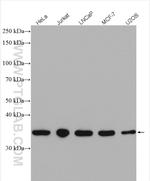 CDC37L1 Antibody in Western Blot (WB)