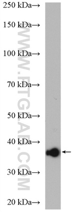 CDC37L1 Antibody in Western Blot (WB)
