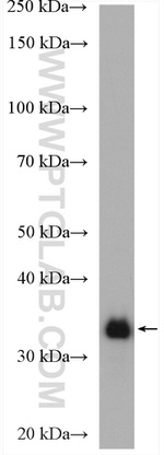 CDC37L1 Antibody in Western Blot (WB)