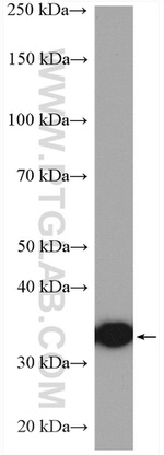CDC37L1 Antibody in Western Blot (WB)