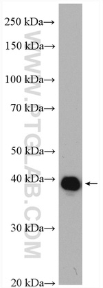 CDC37L1 Antibody in Western Blot (WB)