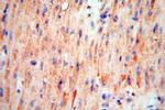 CDC37L1 Antibody in Immunohistochemistry (Paraffin) (IHC (P))