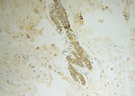 SPAG7 Antibody in Immunohistochemistry (Paraffin) (IHC (P))