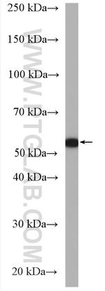 LENG9 Antibody in Western Blot (WB)