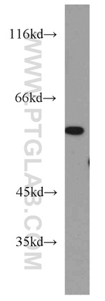 LENG9 Antibody in Western Blot (WB)