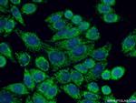GHITM Antibody in Immunocytochemistry (ICC/IF)