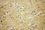 GHITM Antibody in Immunohistochemistry (Paraffin) (IHC (P))
