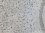 GHITM Antibody in Immunohistochemistry (Paraffin) (IHC (P))