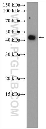 GHITM Antibody in Western Blot (WB)