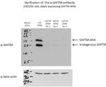 GHITM Antibody in Western Blot (WB)