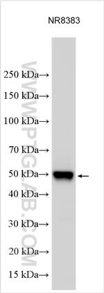 Claudin 15 Antibody in Western Blot (WB)