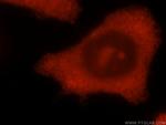 CHAC2 Antibody in Immunocytochemistry (ICC/IF)