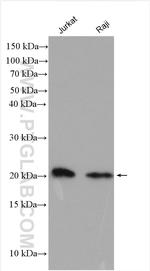 CHAC2 Antibody in Western Blot (WB)