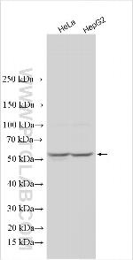 SMPDL3A Antibody in Western Blot (WB)