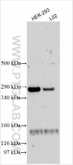 PXK Antibody in Western Blot (WB)