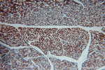 GCAT Antibody in Immunohistochemistry (Paraffin) (IHC (P))
