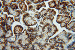 GCAT Antibody in Immunohistochemistry (Paraffin) (IHC (P))