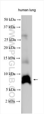 CXCL2 Antibody in Western Blot (WB)